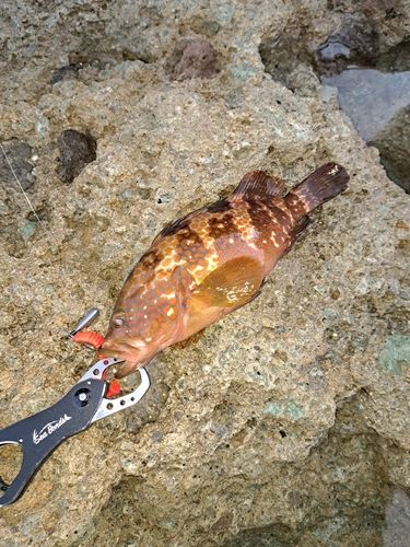 アコウの釣果
