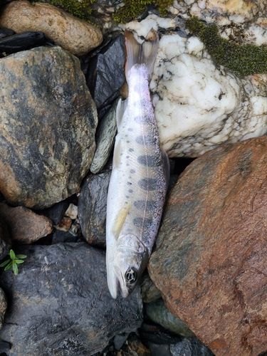 ヤマメの釣果