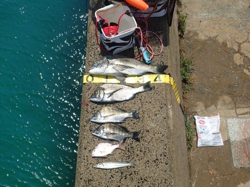 チヌの釣果