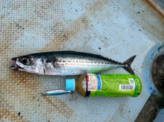 ゴマサバの釣果