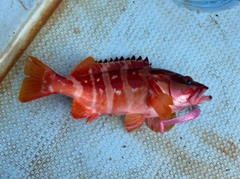 アカハタの釣果
