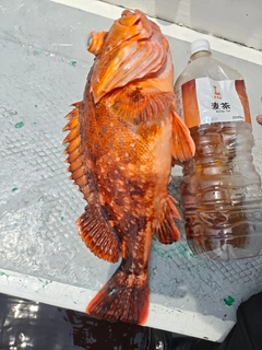 ウッカリカサゴの釣果