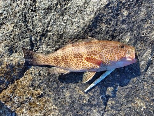 オオモンハタの釣果