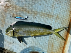 シイラの釣果