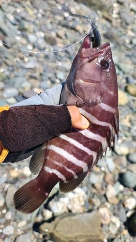 マハタの釣果