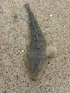 マゴチの釣果
