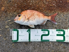 タイの釣果