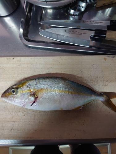 ネリゴの釣果
