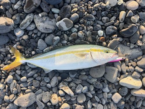 イナダの釣果