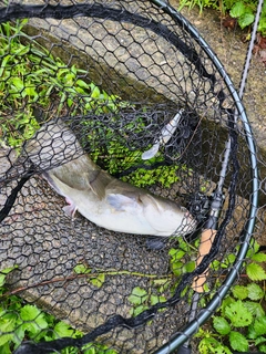 ナマズの釣果