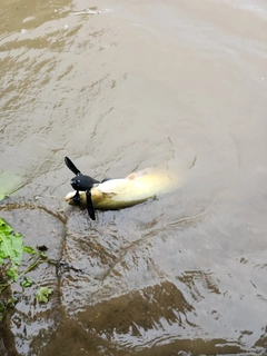 ナマズの釣果