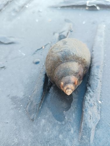 ヒイラギの釣果
