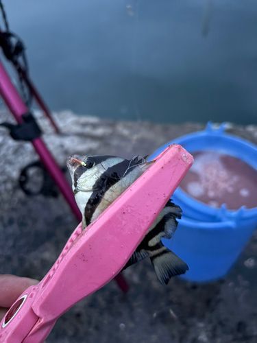 サンバソウの釣果