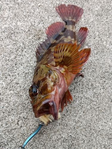 カサゴの釣果