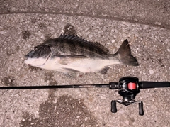 チヌの釣果