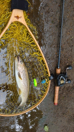エゾイワナの釣果