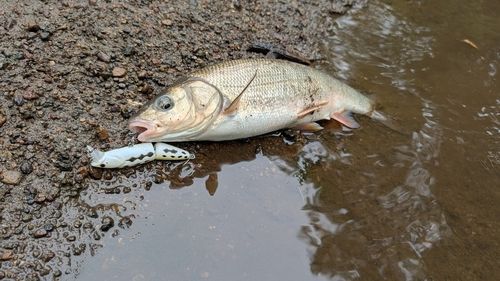 アメマスの釣果