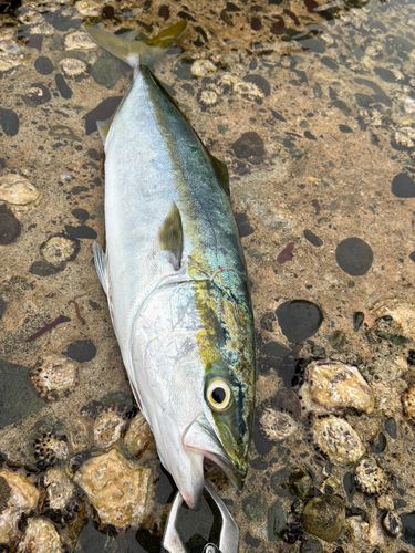 イナダの釣果