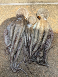 タコの釣果