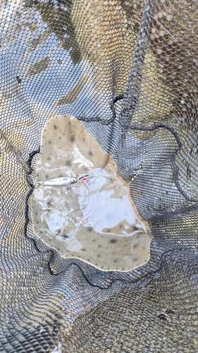 エイの釣果