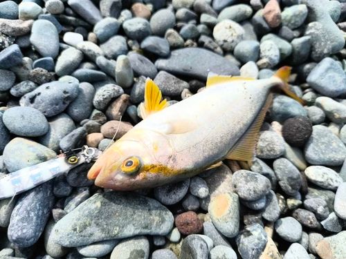 シオの釣果