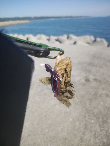 タケノコメバルの釣果