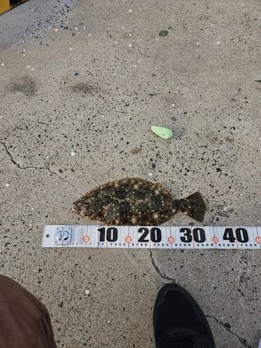 ヒラメの釣果