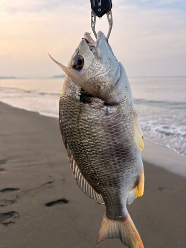 キビレの釣果