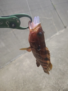 キジハタの釣果