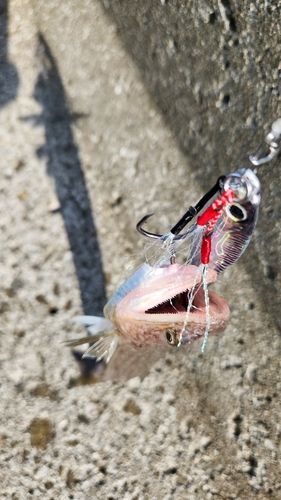 エソの釣果