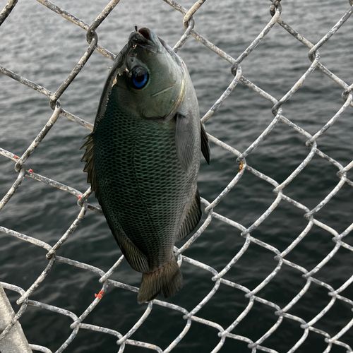メジナの釣果