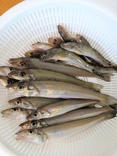 キスの釣果