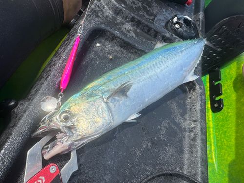 サゴシの釣果