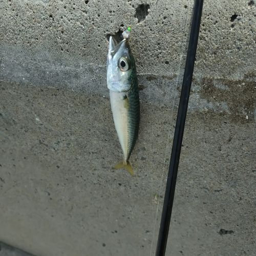 サバの釣果