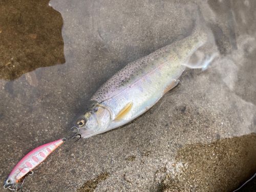 ニジマスの釣果