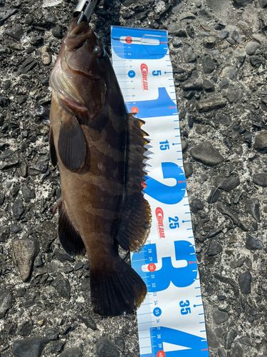 クエの釣果