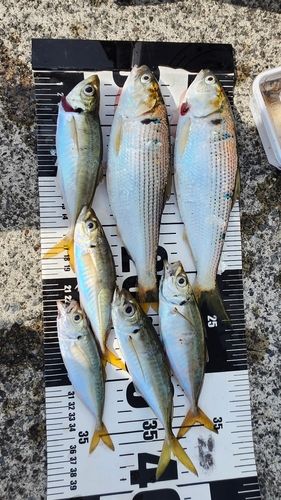 マアジの釣果