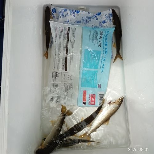 アユの釣果