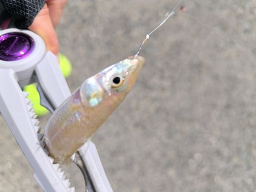 キスの釣果