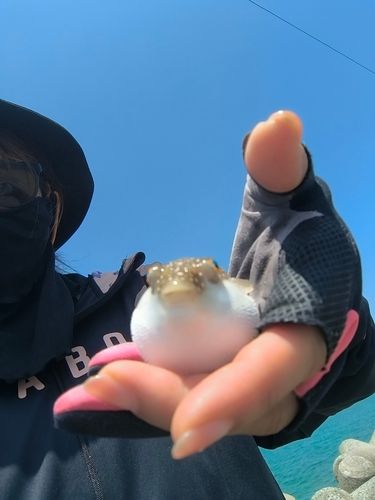 フグの釣果