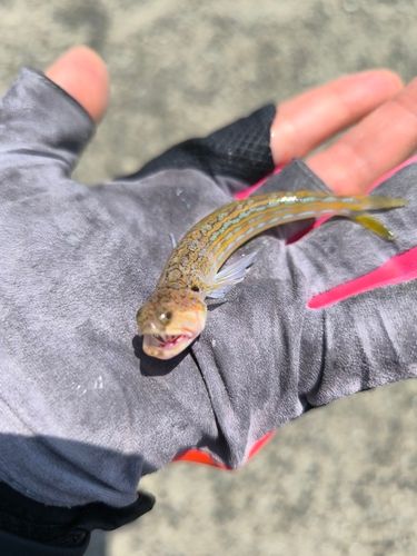 エソの釣果