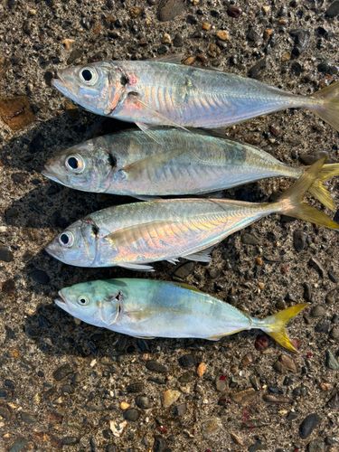 マアジの釣果