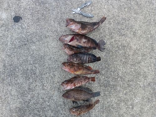 カサゴの釣果
