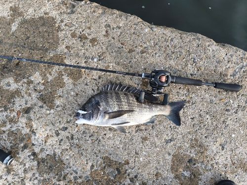 チヌの釣果
