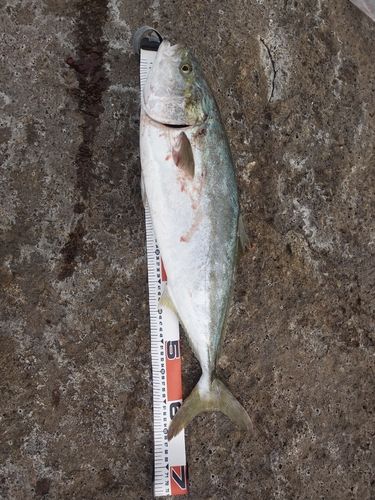 メジロの釣果