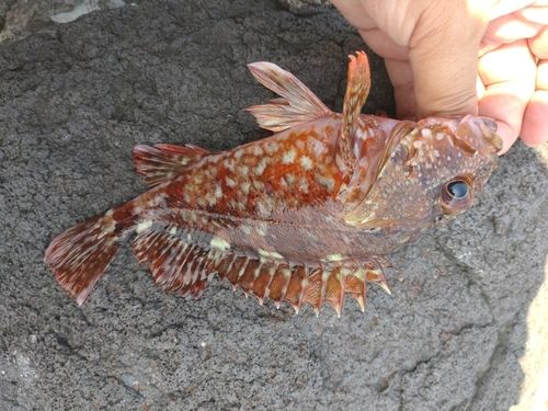 カサゴの釣果