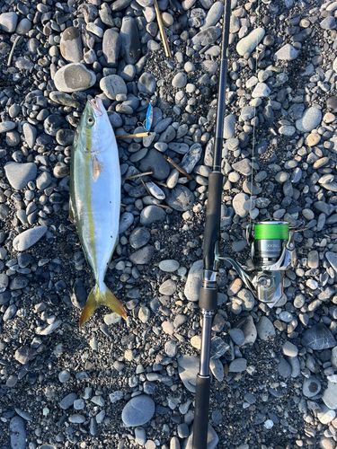 イナダの釣果