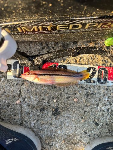 ベラの釣果