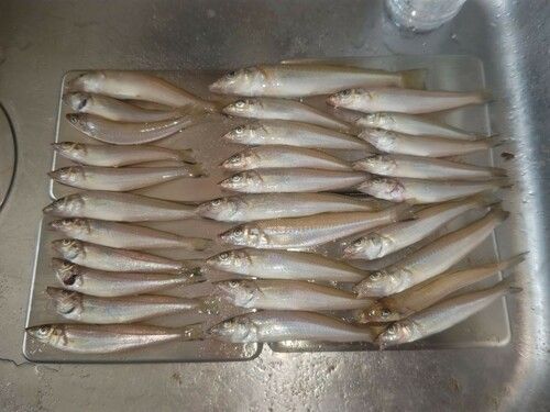 キスの釣果
