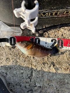 ベラの釣果